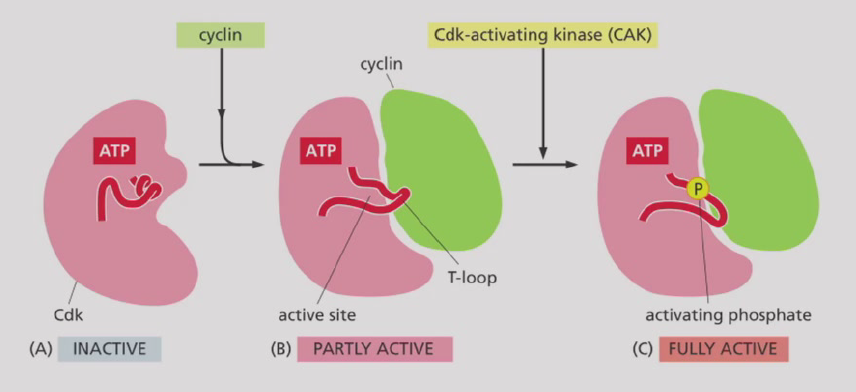 image-20260113122916602