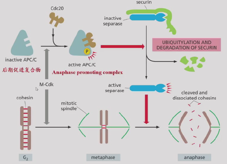 image-20260113154827099