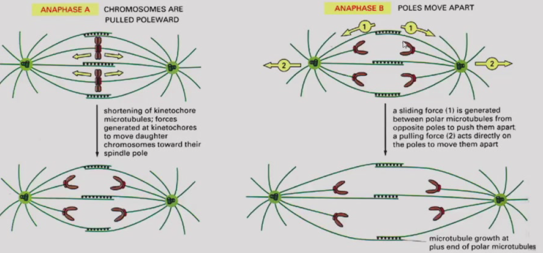 image-20260113155517464