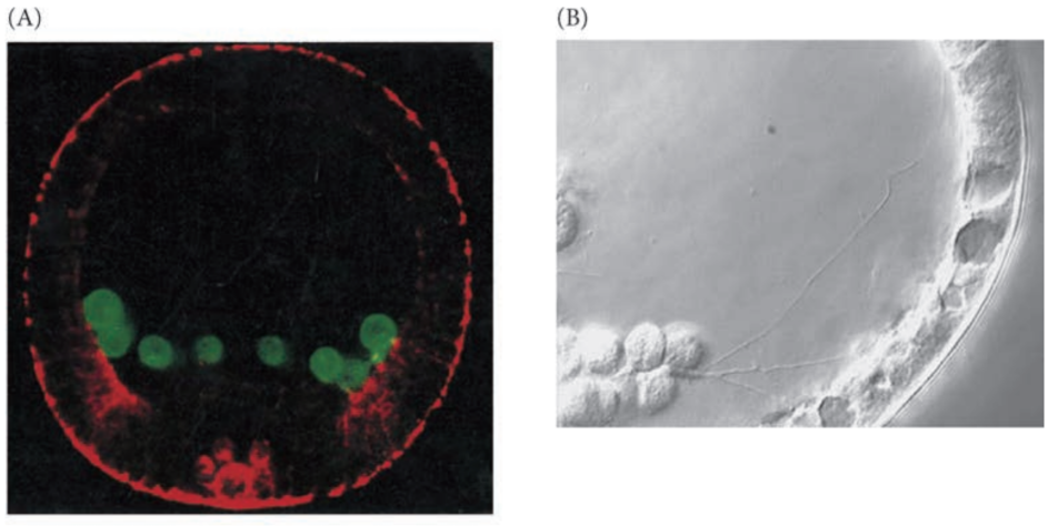 image-20251129155740798