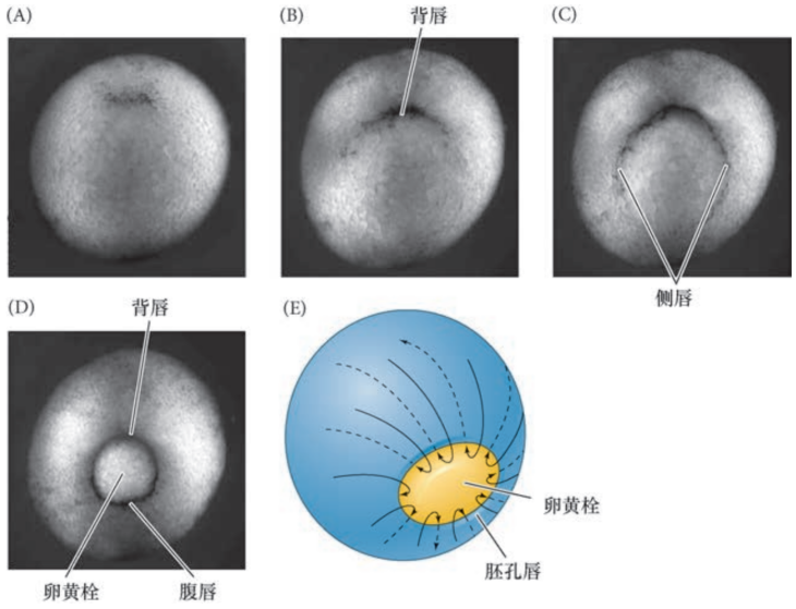 image-20251129200704860