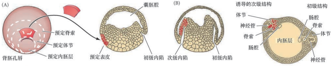 image-20251129203743705