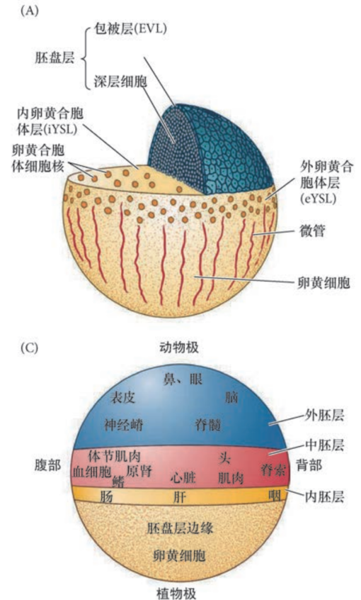 image-20251129215032197