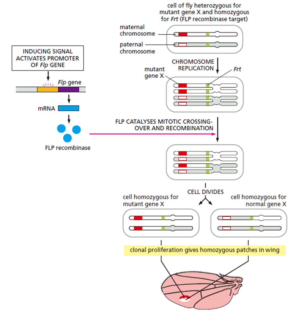 image-20251225231121111