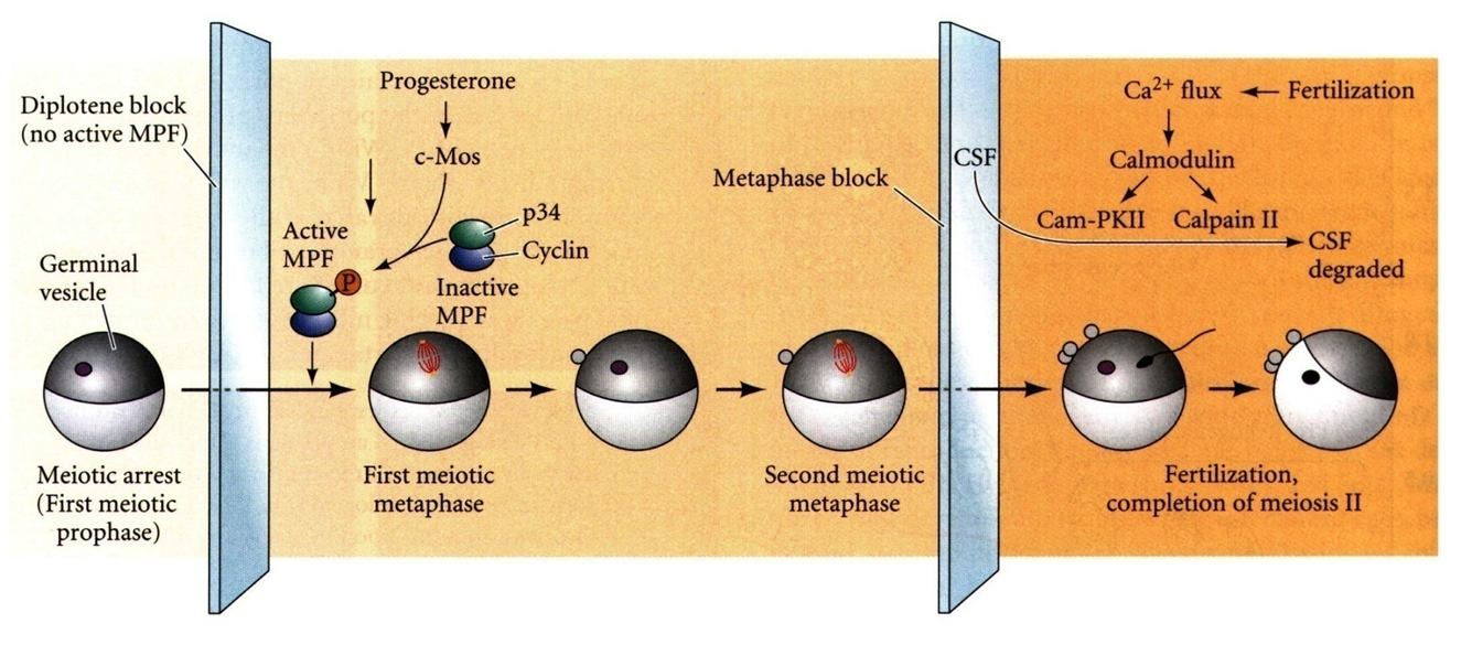 image-20260102021644258