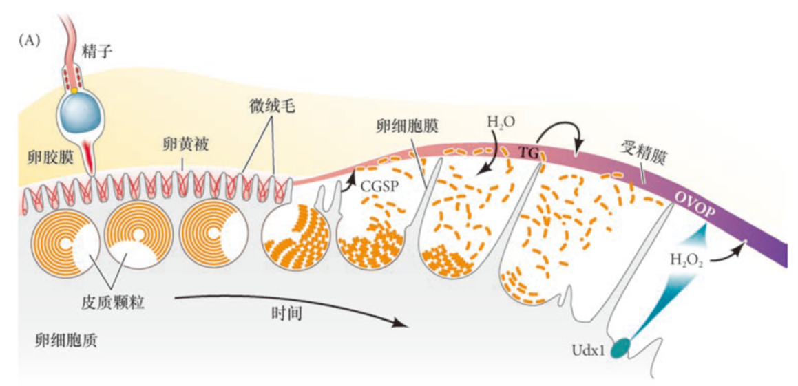 image-20260102154017996