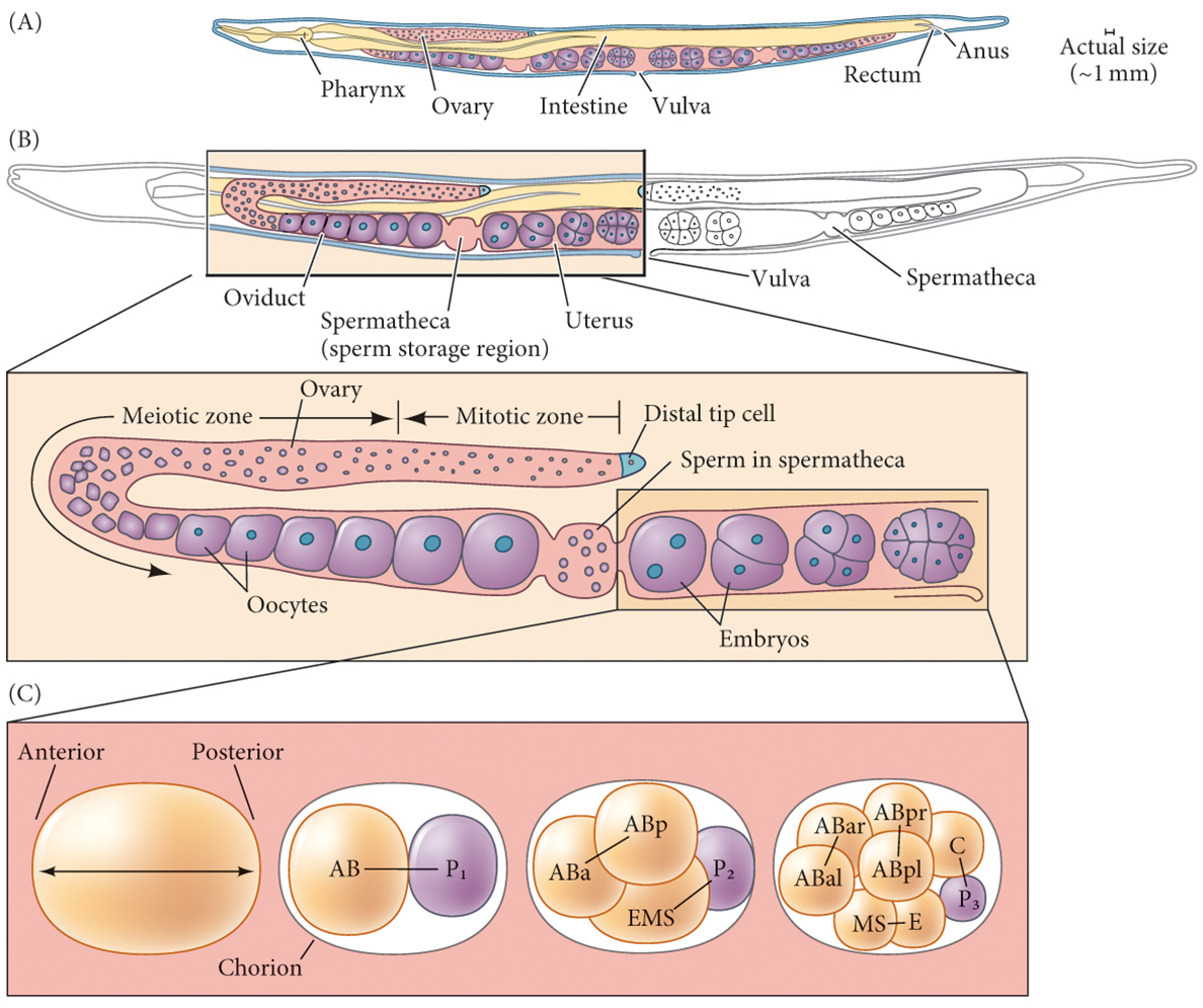 image-20260102233126419