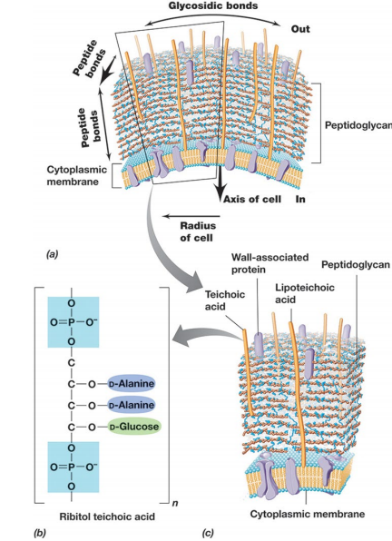 image-20250224105231332