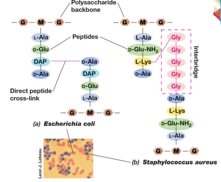 image-20250224105321507