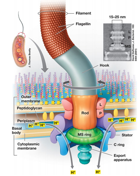 image-20250224121323536