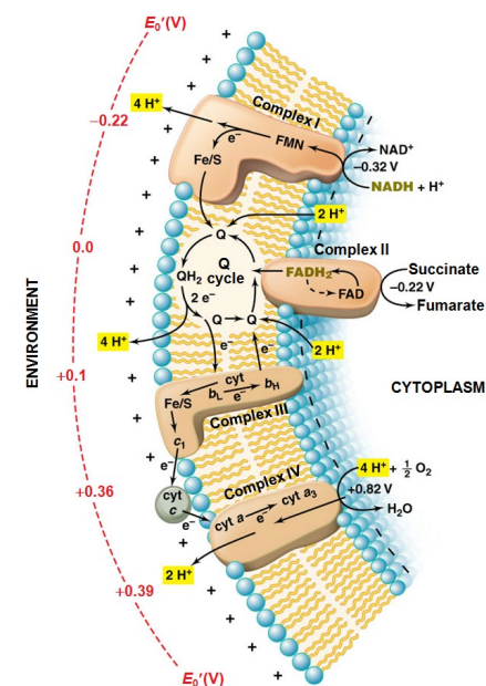 image-20250310120732160