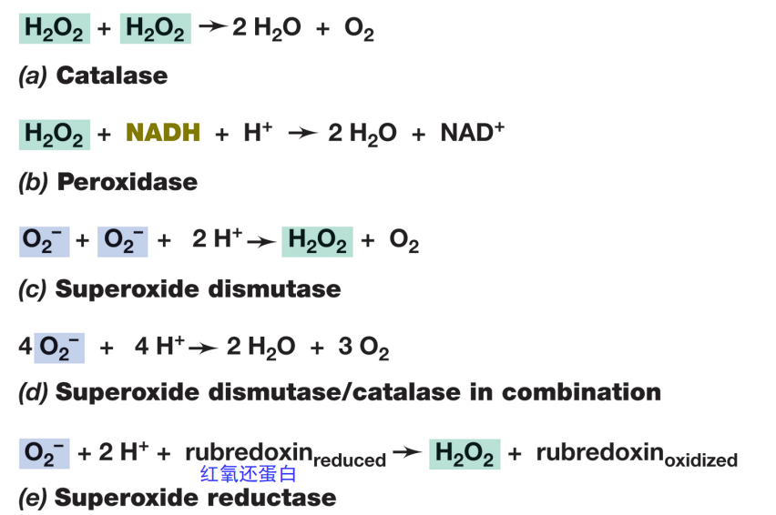 image-20250317122457129