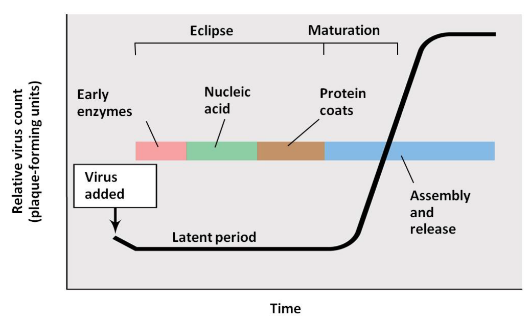 image-20250324110505915