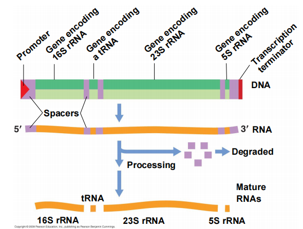image-20250331102153613