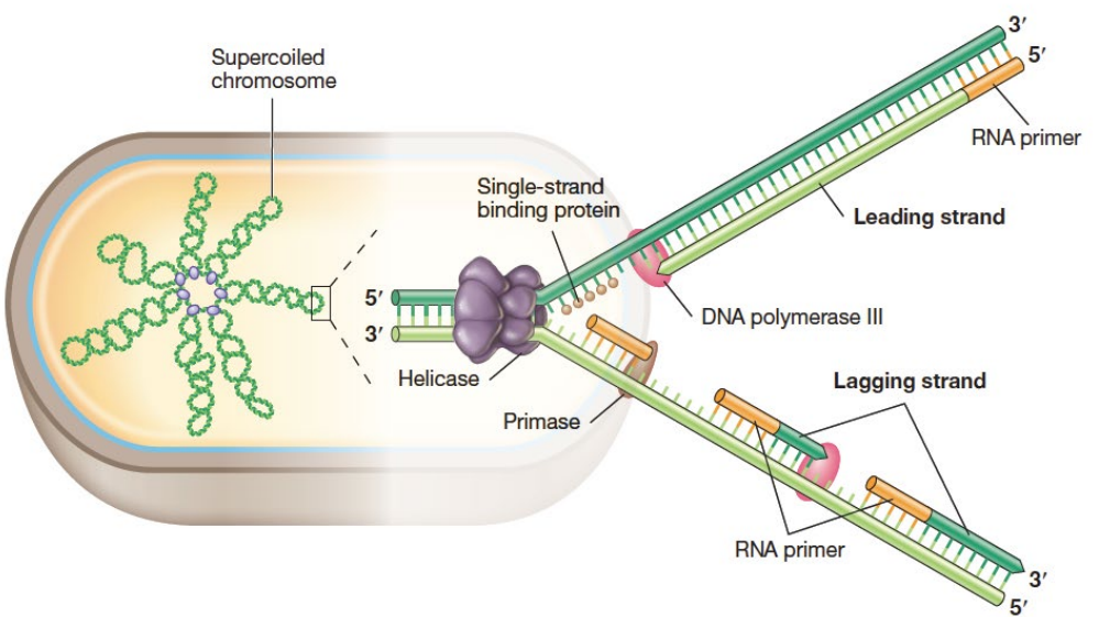image-20250331111518706