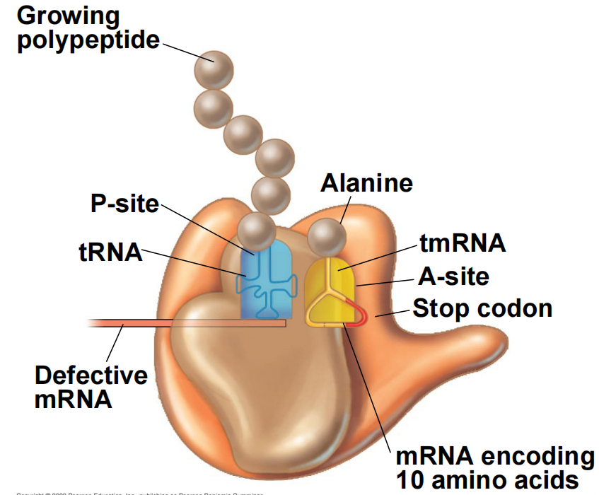 image-20250331121727409