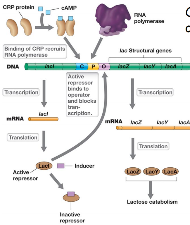 image-20250407110008469