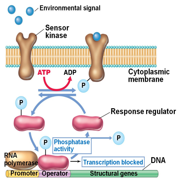 image-20250407110628888