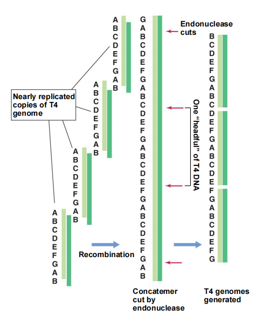 image-20250412232757016