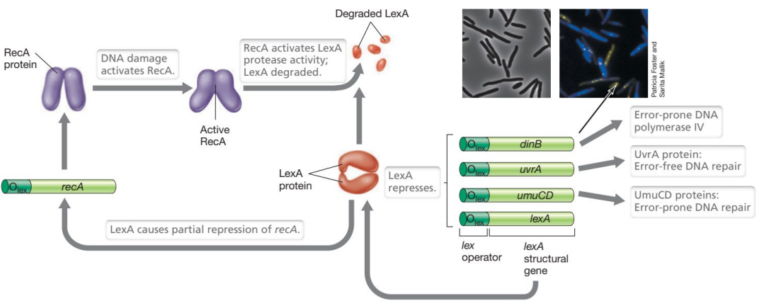 image-20250427104029653