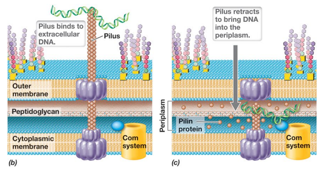 image-20250427111448947