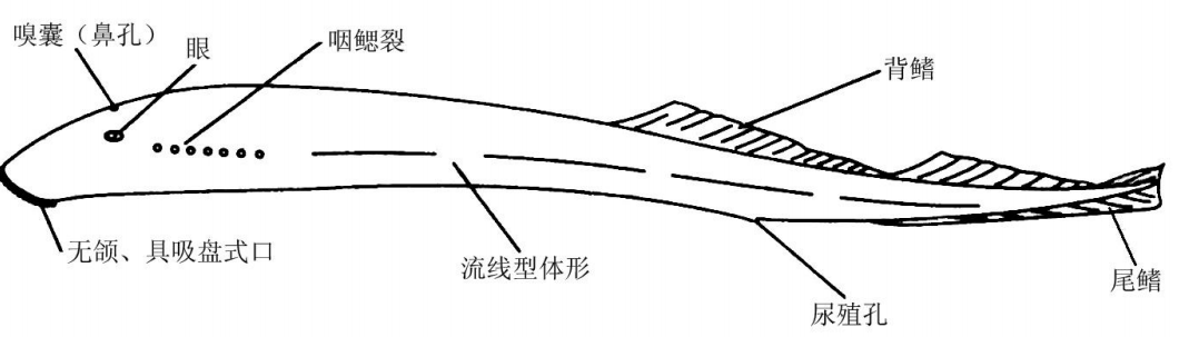 image-20250618195646768