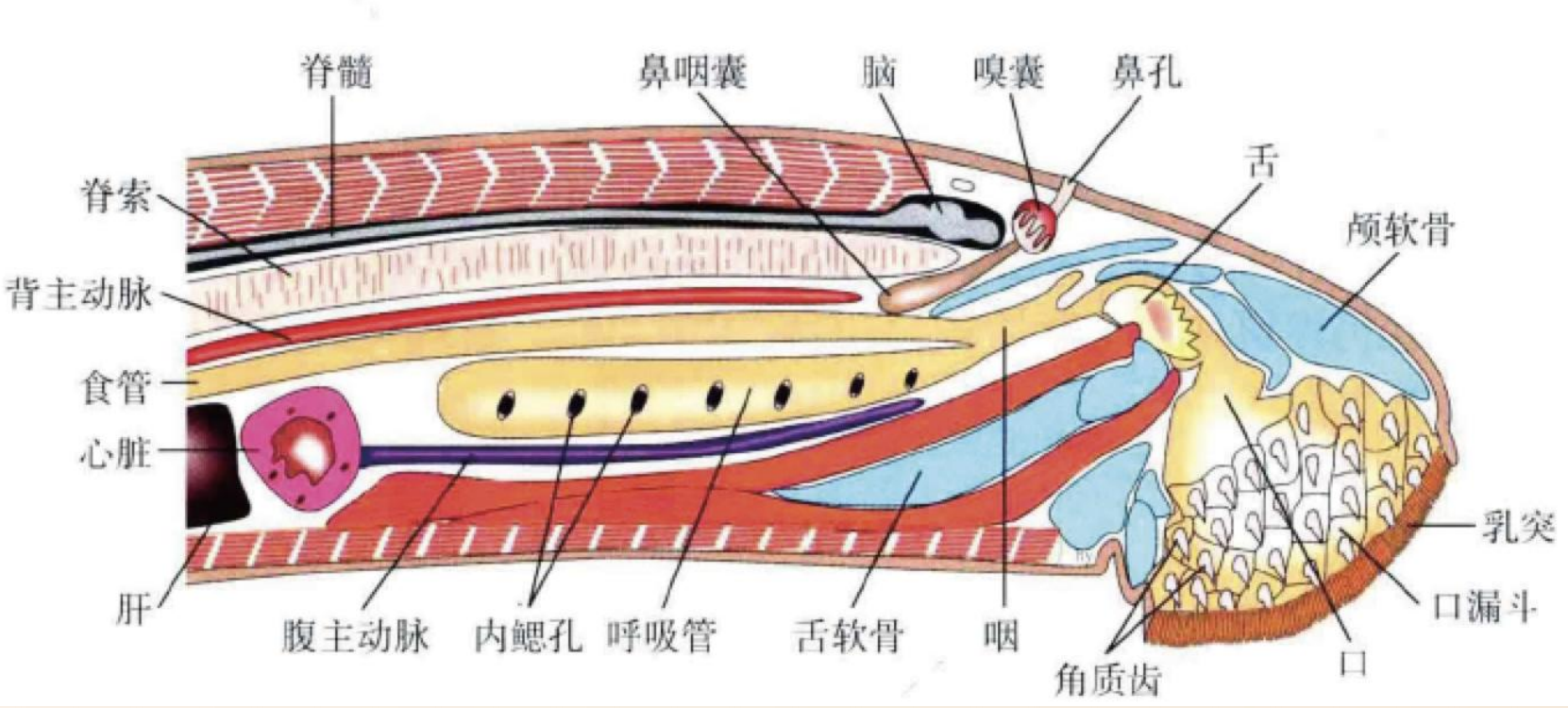 image-20250618195914751